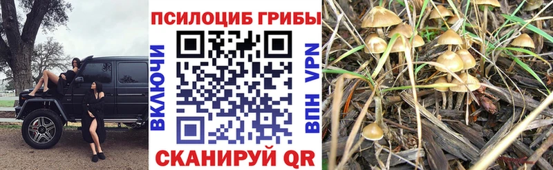 Псилоцибиновые грибы мицелий  Купить  Большой Камень 